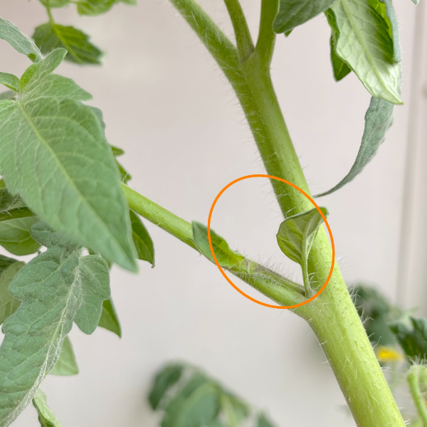 トマトのわき芽