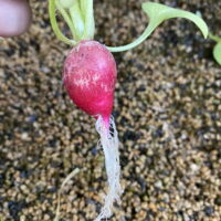 「屋外で水耕栽培」を成功させるために必要なこと！