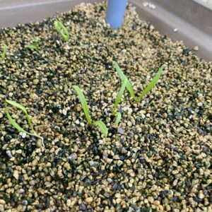 おうちのやさい菜園キット