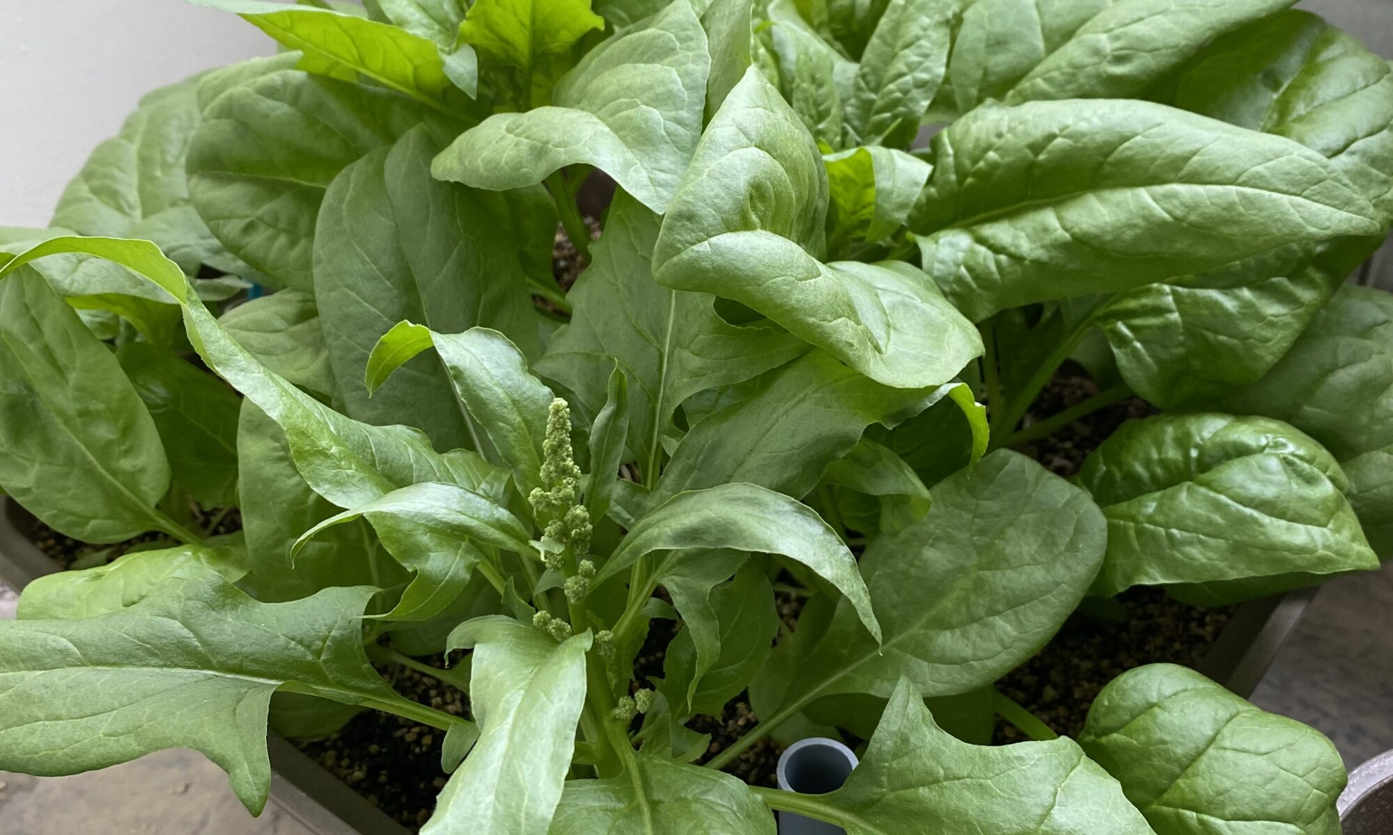 おうちのやさい菜園キット