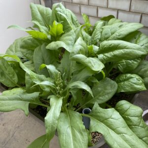 おうちのやさい菜園キット