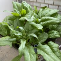 ほうれん草栽培！水耕栽培キットでベランダ菜園！（エコゲリラ店長の栽培日記）