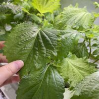 エンドレス収穫できる青しそと赤しそ！（エコゲリラ店長の栽培日記）