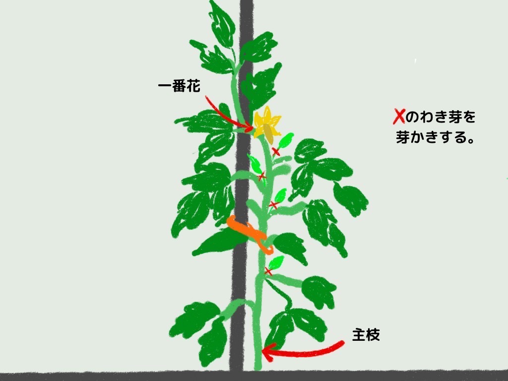 トマト1本仕立てのやり方