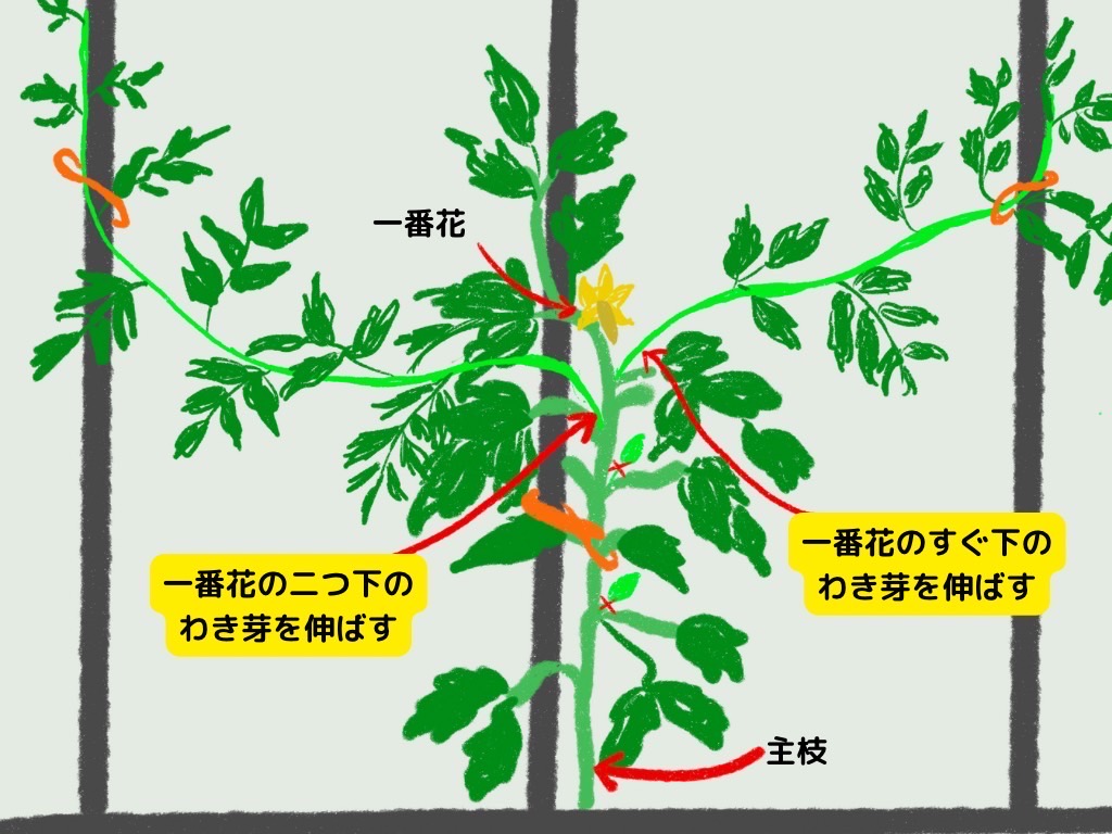 トマト3本仕立てのやり方