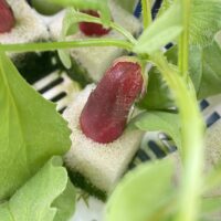 100均の容器で水耕栽培！ラディッシュを育ててみた（エコゲリラ店長の栽培日記）