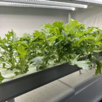 食べる直前で枯らしてしまった、水菜。（水耕栽培専門店エコゲリラ店長の独り言）