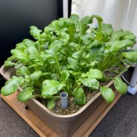 冬の小松菜もお引越し（水耕栽培専門店エコゲリラ店長の独り言）