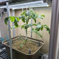 冬から始めたミニトマト栽培（水耕栽培専門店エコゲリラ店長の独り言）