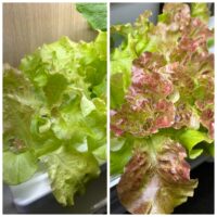 植物育成LEDライトで野菜の育ち方は変わるの？（水耕栽培専門店 店長の独り言）