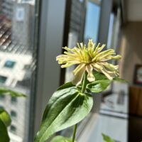 ジニア（エディブルフラワー）育成（水耕栽培専門店エコゲリラ店長の独り言）