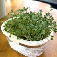 ブロッコリースプラウト育て方と容器のご紹介（エコゲリラ店長の独り言）