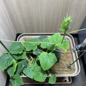 水耕栽培　きゅうり