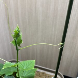 水耕栽培　きゅうり