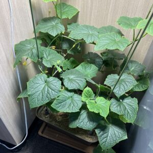 水耕栽培　きゅうり