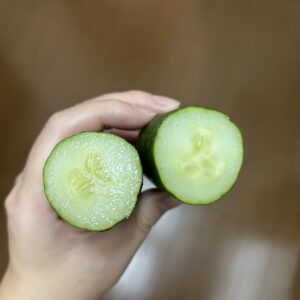 水耕栽培　きゅうり