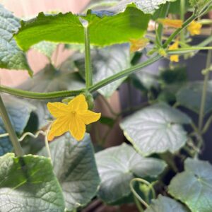 水耕栽培　きゅうり