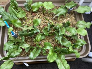 水耕栽培ビーツ