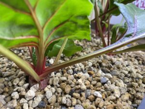 水耕栽培ビーツ