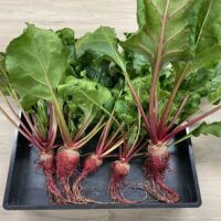 水耕栽培でビーツ栽培！家庭菜園初心者さんでも栽培可能！（エコゲリラ店長の栽培日記）