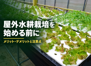 屋外（太陽光）で水耕栽培事業を始める際の注意点｜屋内栽培との比較