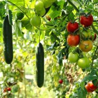 【植物工場】日本に適した運営スタイルを成功事例から考える