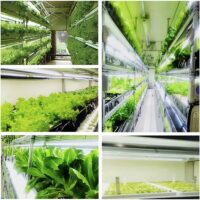 植物育成ライトの効果と選び方を分かりやすく紹介！！