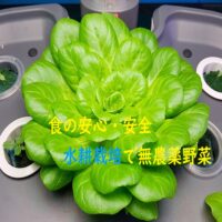 【植物工場】無農薬野菜による食の安全アピールでニーズを獲得