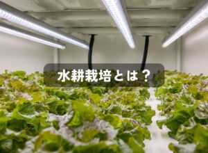 水耕栽培の始め方完全ガイド｜家庭菜園から事業化のポイントまで徹底比較