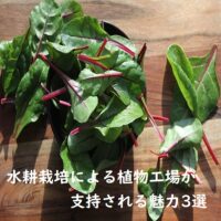 植物工場が世界中で注目される魅力と理由について
