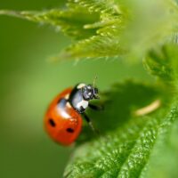 気軽に家庭菜園。水耕栽培の害虫対策について